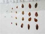 pictures of Bed Bug Identification