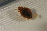 photos of Bed Bugs Images