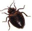 photos of Bed Bug Supplies