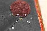 Bed Bug Identification photos