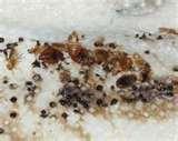 Bed Bug Identification images