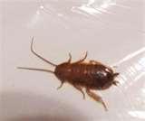 Bed Bug Fumigation images