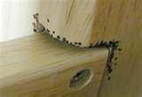 photos of Kill Bed Bugs Spray