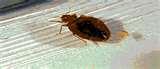 Bed Bugs Exterminator Nyc pictures