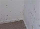 Bed Bugs Images