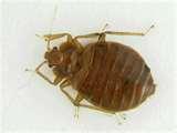 pictures of Bed Bug Identification