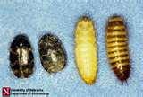 Bed Bug Identification images