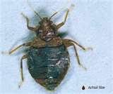 images of Bed Bug Repellant