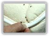 Bed Bug Fumigation images