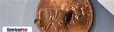 Bed Bug Identification