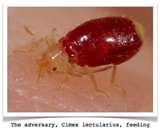 Bed Bug Identification photos