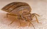 images of Bed Bugs Sydney