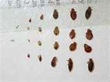 photos of Bed Bugs Images