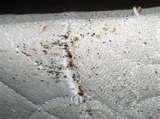 Freezing Bed Bugs photos