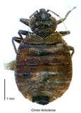 Bed Bug Identification photos