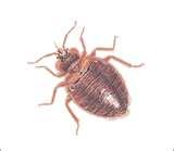 images of Freezing Bed Bugs