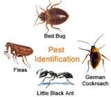 images of Bed Bugs Exterminator Nyc