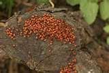 Freezing Bed Bugs pictures