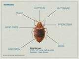 Bed Bugs Images photos