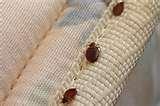 photos of Where Do Bed Bugs Come From