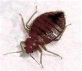 Bed Bugs In Nyc pictures