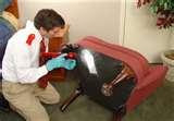 images of Bed Bugs In Nyc