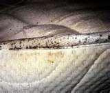 Bed Bugs In Nyc photos