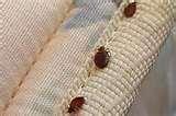photos of Freeze Bed Bugs