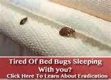 Bed Bugs Removal pictures