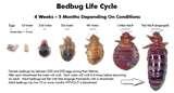 pictures of Temperature To Kill Bed Bugs