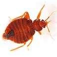 pictures of Exterminating Bed Bugs