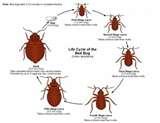 Getting Rid Of Bed Bugs Yourself images