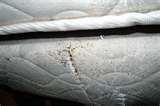 images of How Do U Get Bed Bugs