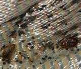 How Do U Get Bed Bugs pictures