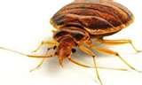 Exterminating Bed Bugs photos