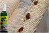 pictures of How Do You Kill Bed Bugs