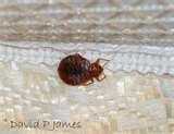 images of Freeze Bed Bugs