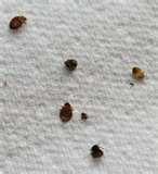 How Do U Get Bed Bugs pictures