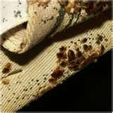 Where Do Bed Bugs Come From pictures