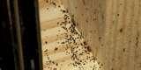 images of How Do U Get Bed Bugs