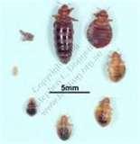 pictures of How Do U Get Bed Bugs