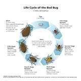 How Do U Get Bed Bugs photos