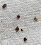 Bed Bug Treatments photos