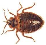 photos of How To Kill Bed Bugs Naturally