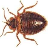 How Do U Get Bed Bugs photos