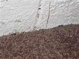What To Do About Bed Bugs