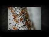 Bed Bug Fogger photos