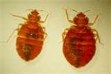 Getting Rid Of Bed Bugs Yourself