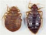 Temperature To Kill Bed Bugs images
