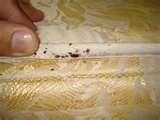 pictures of How Do You Kill Bed Bugs
